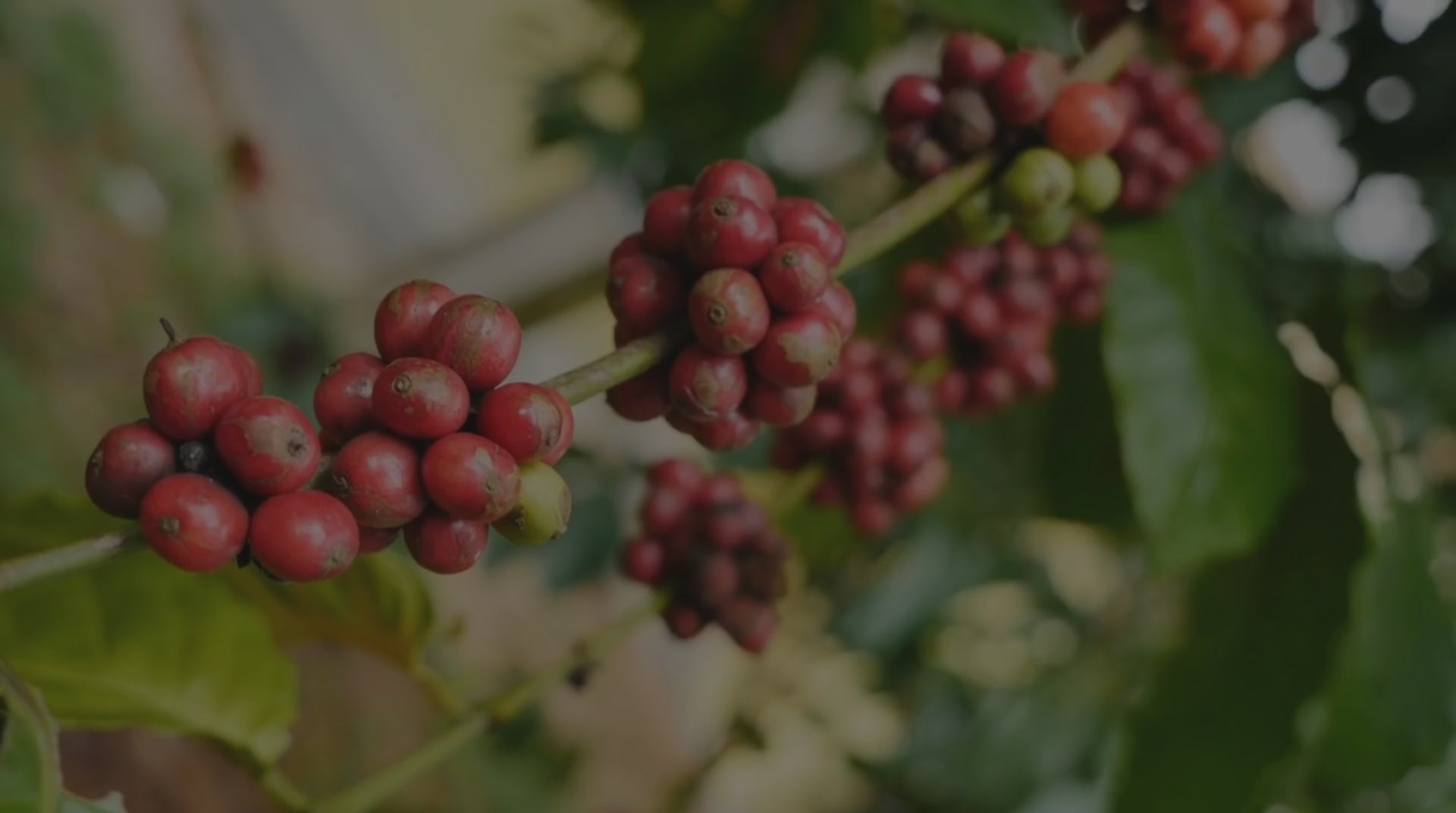 Cargar video: Descubre el proceso de Bruma Café de Veracruz, desde las montañas de Veracruz, cada grano es cuidadosamente cosechado a mano en su punto óptimo de maduración, seleccionado, lavado y secado con dedicación, nuestro café es tostado artesanalmente para resaltar sus aromas y sabores únicos, así, cada taza de Bruma Café de Veracruz lleva consigo el origen, la pasión y el trabajo de quienes hacen posible este viaje, desde la cosecha hasta tu taza.